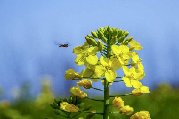 全椒县城东拍摄的油菜花